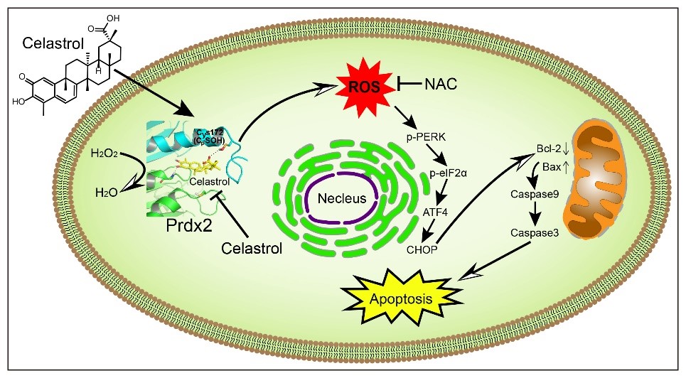 Theranostics：梁广课题组揭示雷公藤红素抗胃癌的重要机制和靶点